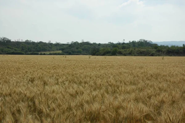 Kuzey Arjantin 'deki altın buğday tarlaları