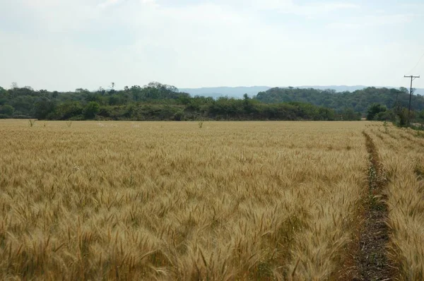 Kuzey Arjantin 'deki altın buğday tarlaları