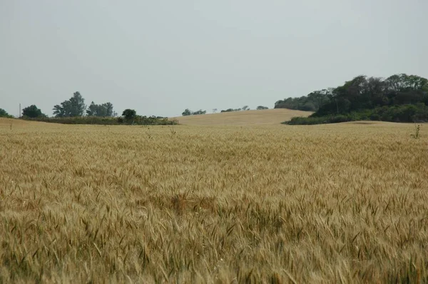 Kuzey Arjantin 'deki altın buğday tarlaları