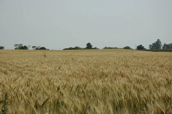 Kuzey Arjantin 'deki altın buğday tarlaları