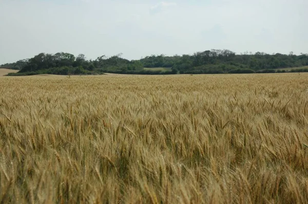 Kuzey Arjantin 'deki altın buğday tarlaları