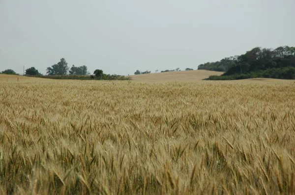 Kuzey Arjantin 'deki altın buğday tarlaları