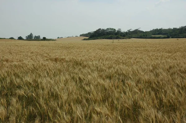 Kuzey Arjantin 'deki altın buğday tarlaları