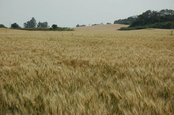 Kuzey Arjantin 'deki altın buğday tarlaları