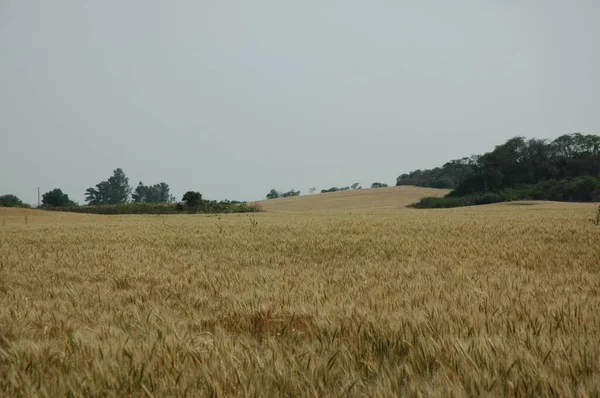Kuzey Arjantin 'deki altın buğday tarlaları