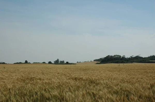Kuzey Arjantin 'deki altın buğday tarlaları