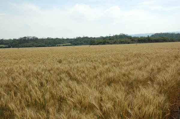 Kuzey Arjantin 'deki altın buğday tarlaları