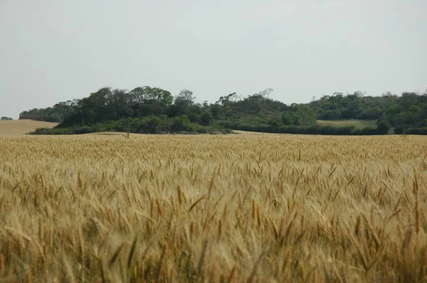 Golden Wheat Fields Northern Argentina — Stock Fotó