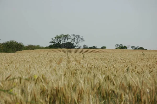 Kuzey Arjantin 'deki altın buğday tarlaları