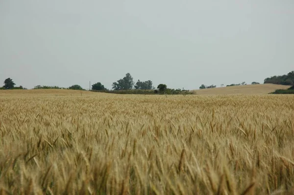 Kuzey Arjantin 'deki altın buğday tarlaları