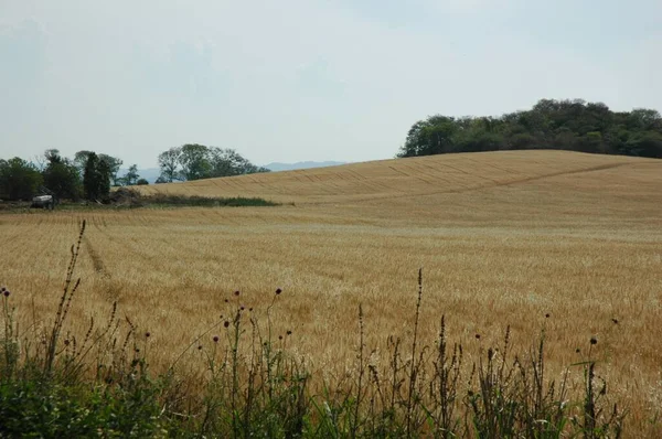 Kuzey Arjantin 'deki altın buğday tarlaları