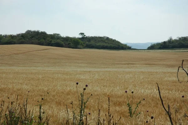 Kuzey Arjantin 'deki altın buğday tarlaları
