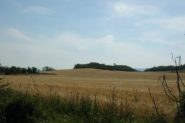 Kuzey Arjantin 'deki altın buğday tarlaları