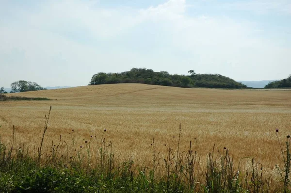 Kuzey Arjantin 'deki altın buğday tarlaları