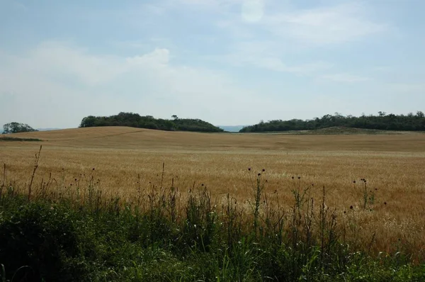 Kuzey Arjantin 'deki altın buğday tarlaları