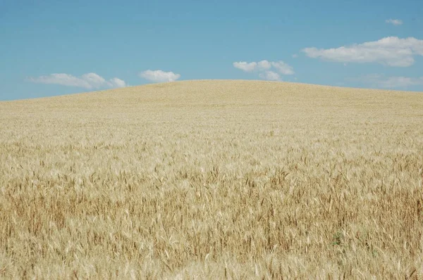 Поля Золотої Пшениці Північній Аргентині — стокове фото