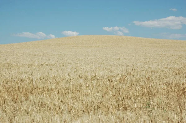 Kuzey Arjantin 'deki altın buğday tarlaları