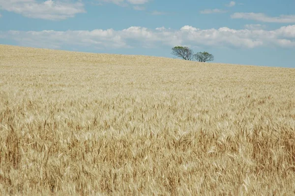 Kuzey Arjantin 'deki altın buğday tarlaları