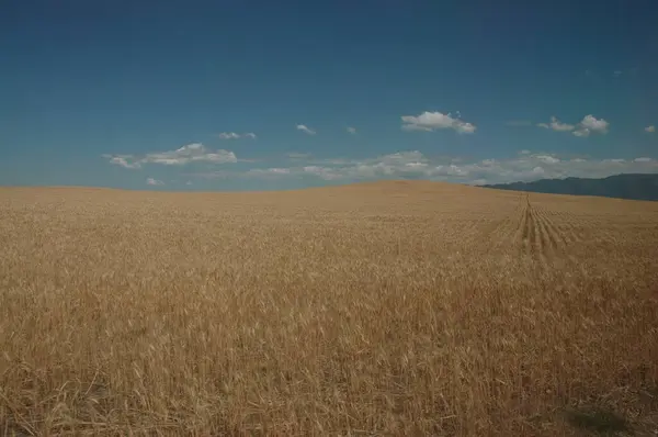 Kuzey Arjantin 'deki altın buğday tarlaları