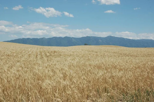 Goldene Weizenfelder Norden Argentiniens — Stockfoto