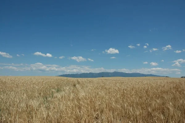 Kuzey Arjantin 'deki altın buğday tarlaları