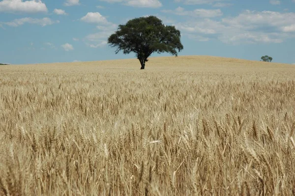 Goldene Weizenfelder Norden Argentiniens — Stockfoto