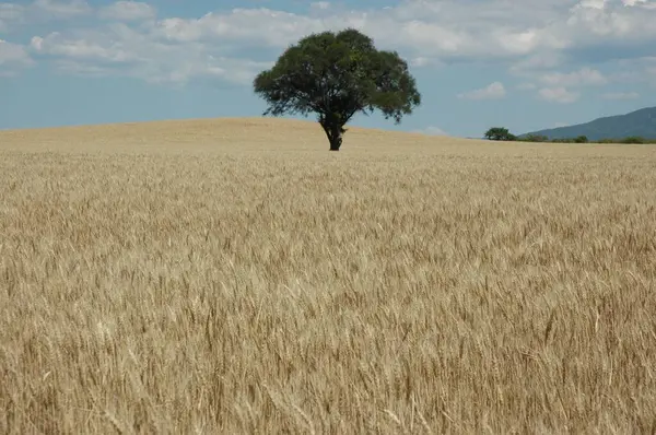 Kuzey Arjantin 'deki altın buğday tarlaları