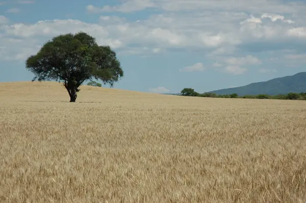 Kuzey Arjantin 'deki altın buğday tarlaları