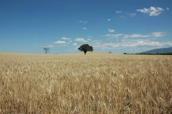 Kuzey Arjantin 'deki altın buğday tarlaları