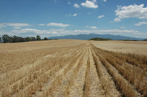 Kuzey Arjantin 'deki altın buğday tarlaları