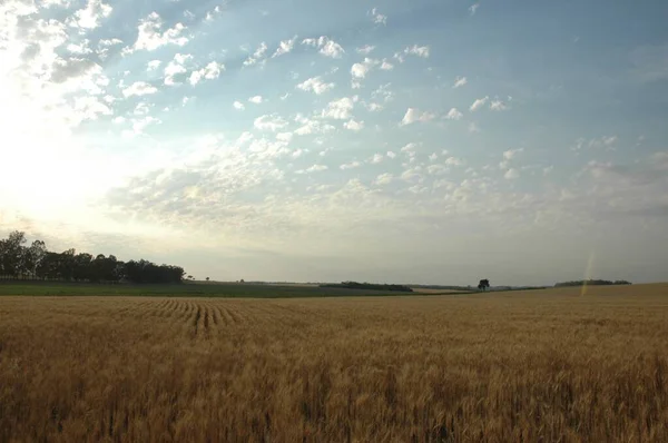 Kuzey Arjantin 'deki altın buğday tarlaları