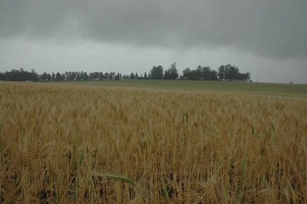 Kuzey Arjantin 'deki altın buğday tarlaları