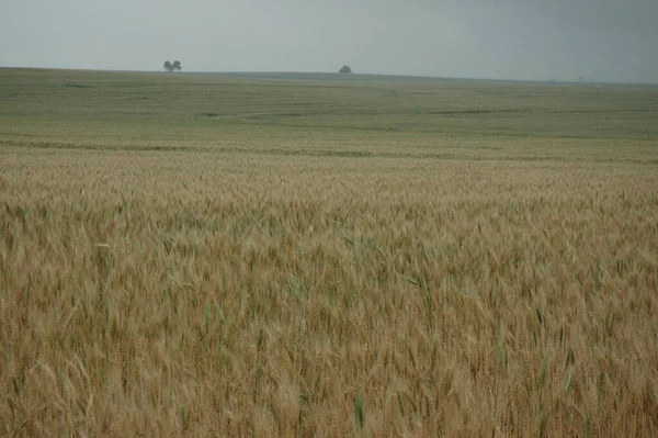Kuzey Arjantin 'deki altın buğday tarlaları