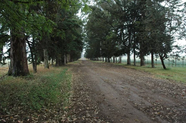Campos Trigo Dourado Norte Argentina — Fotografia de Stock