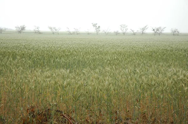 Kuzey Arjantin 'deki altın buğday tarlaları