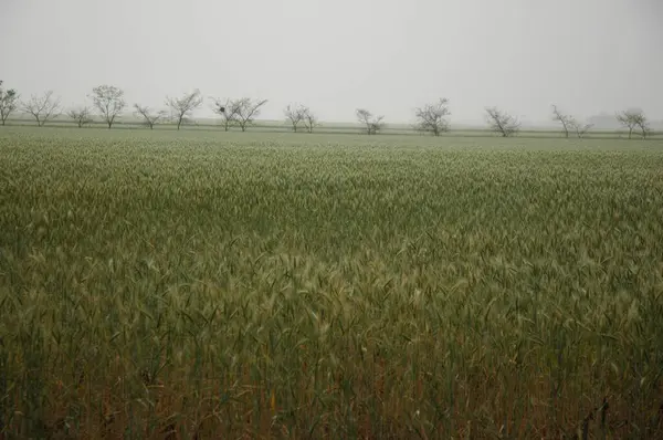 Kuzey Arjantin 'deki altın buğday tarlaları