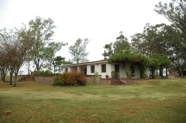 Kuzey Arjantin 'deki altın buğday tarlaları