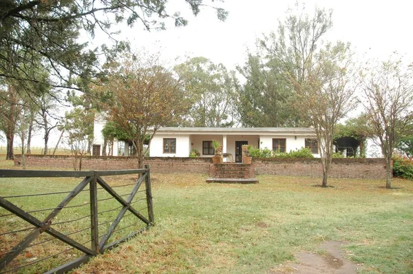 Kuzey Arjantin 'deki altın buğday tarlaları