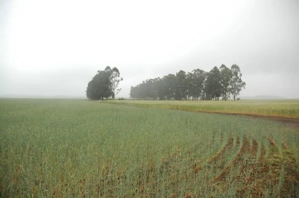 Kuzey Arjantin 'deki altın buğday tarlaları