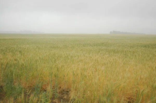 Kuzey Arjantin 'deki altın buğday tarlaları