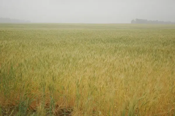 Поля Золотої Пшениці Північній Аргентині — стокове фото