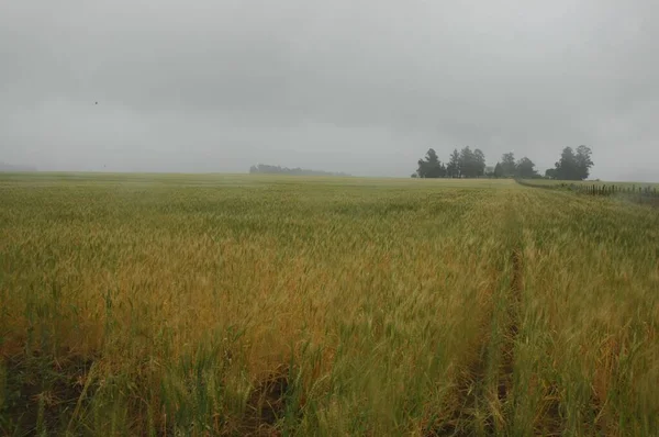 Kuzey Arjantin 'deki altın buğday tarlaları