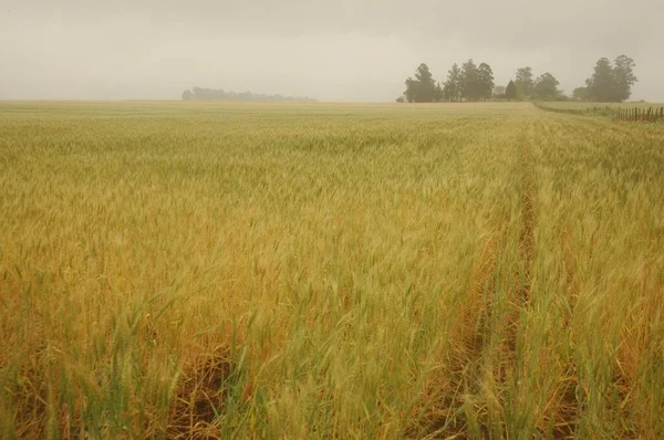 Kuzey Arjantin 'deki altın buğday tarlaları