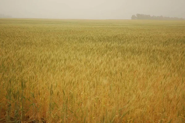 Golden Wheat Fields Northern Argentina — Stockfoto