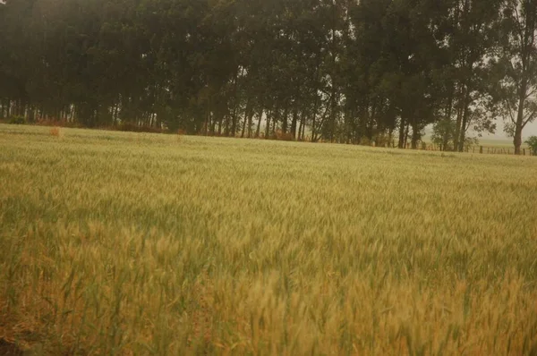 Golden Wheat Fields Northern Argentina — стоковое фото
