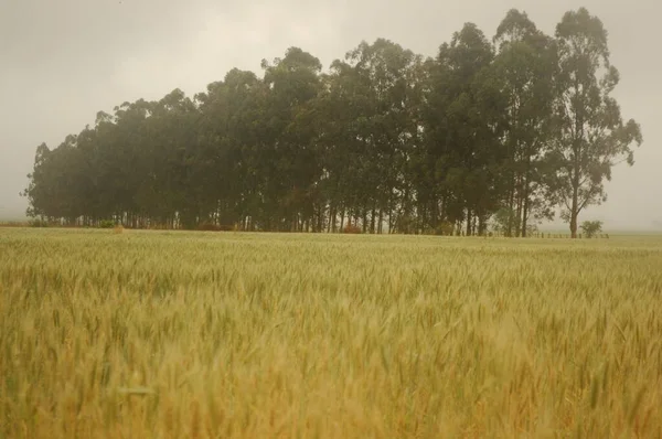 Golden Wheat Fields Northern Argentina — Stock fotografie