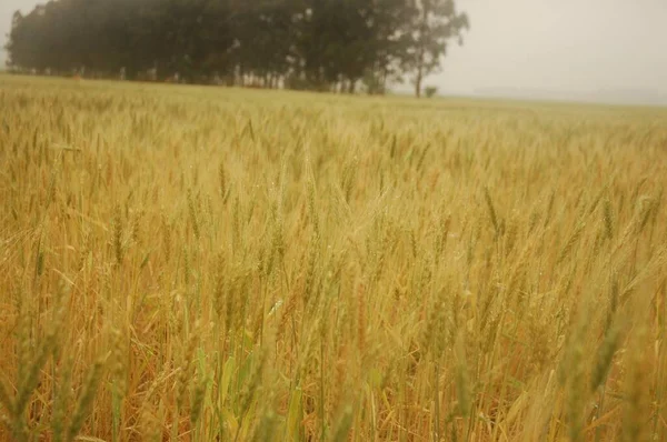 Kuzey Arjantin 'deki altın buğday tarlaları