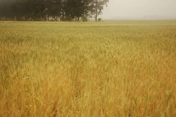 Kuzey Arjantin 'deki altın buğday tarlaları