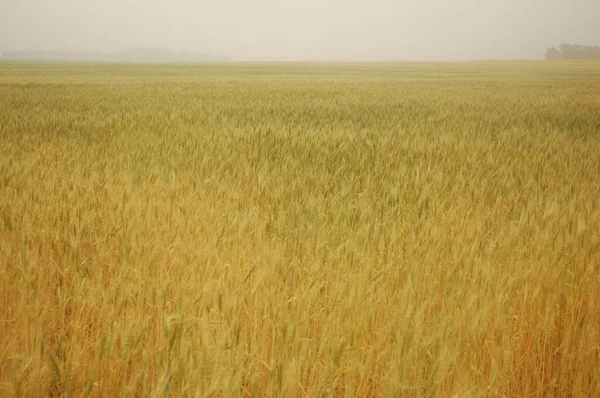 Kuzey Arjantin 'deki altın buğday tarlaları