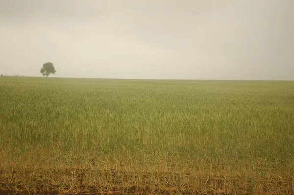 Kuzey Arjantin 'deki altın buğday tarlaları